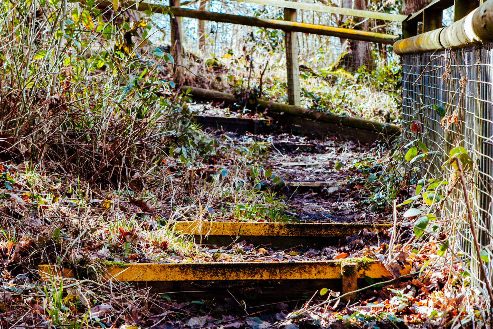Steps on a small woodland hill.