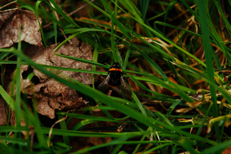 A bee on grass, with a brown leaf on the left.