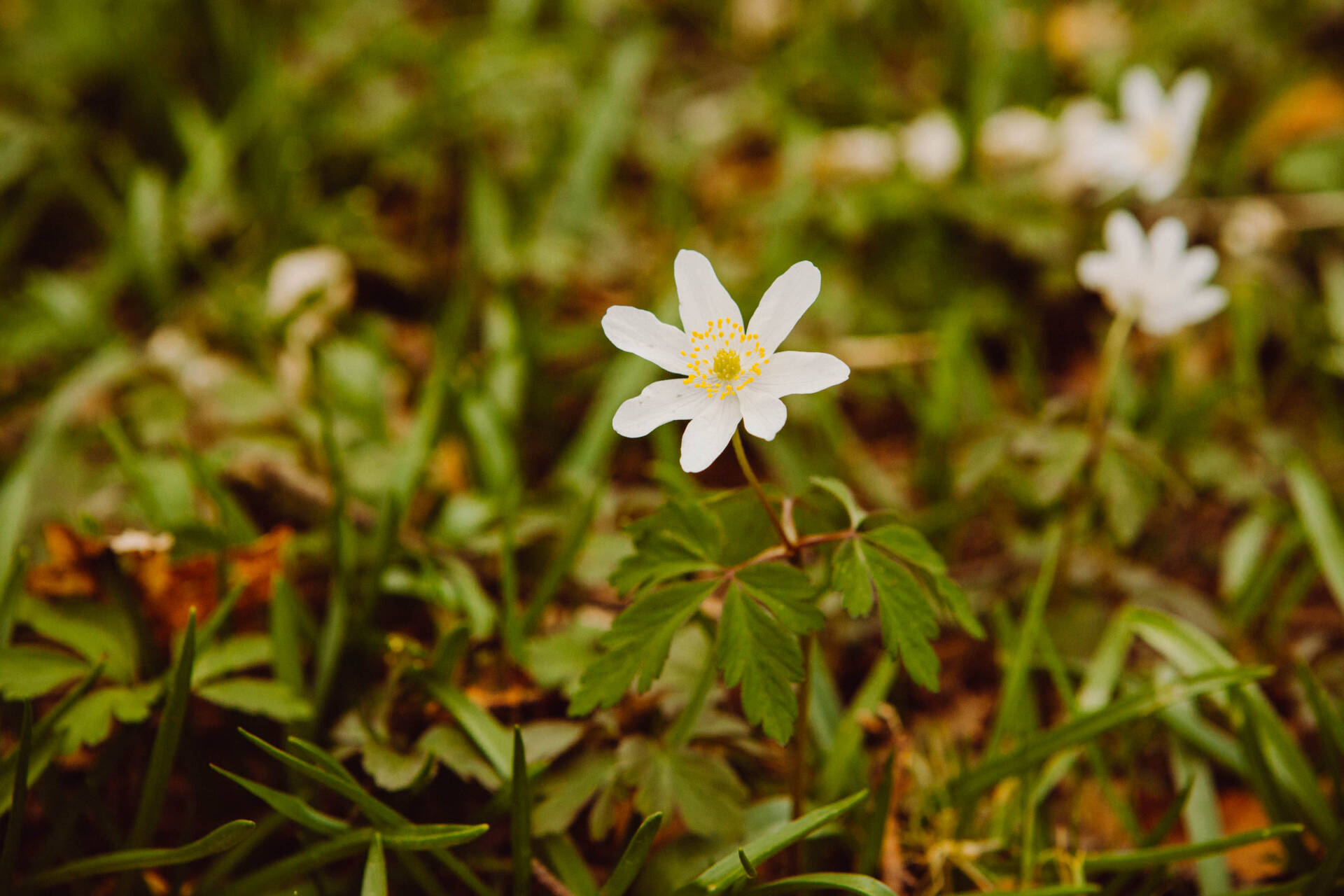 A white flower, with flowers and leaves in the background.