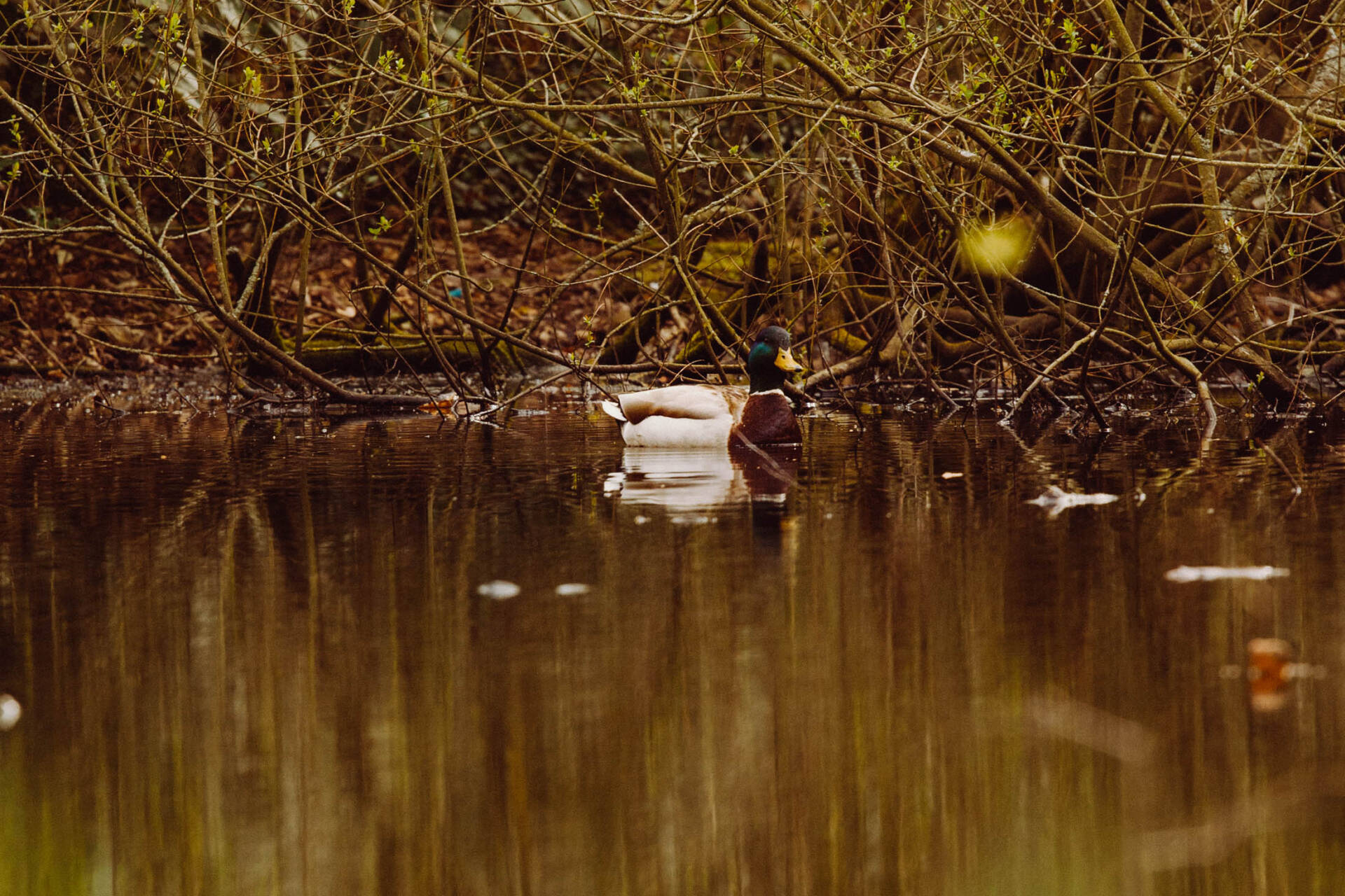 A Duck in the pond with trees surrounding it.