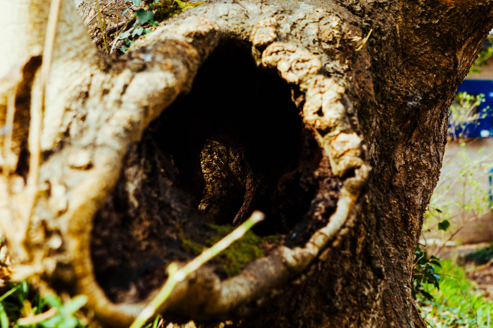 A hole through a tree trunk.