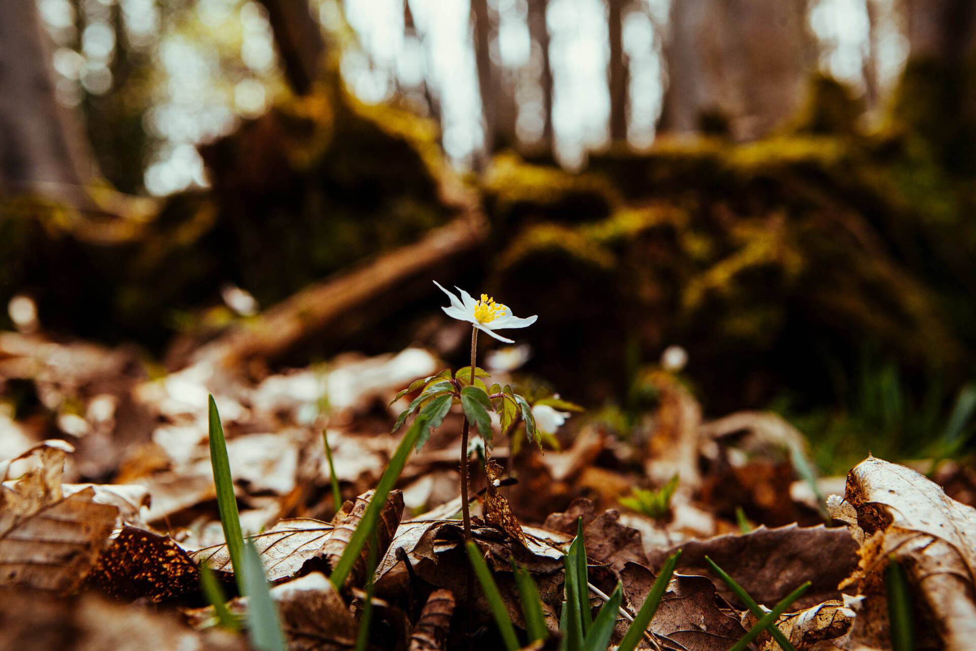 A single flower surrounded by woodland.