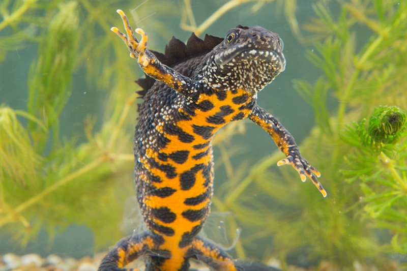 A Gold Crested Newt in a fish tank.