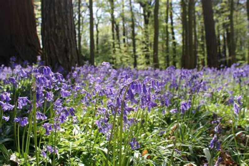 Bluebells in a forest.