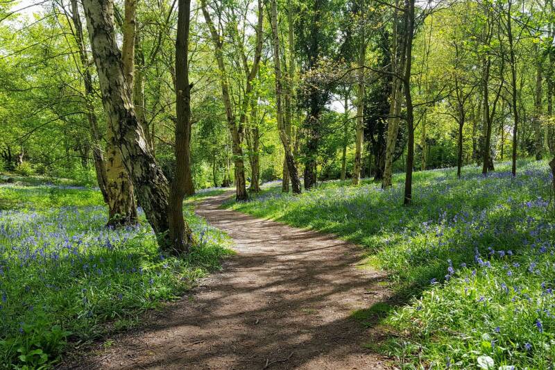 Trees and a woodland path, with blubells growing