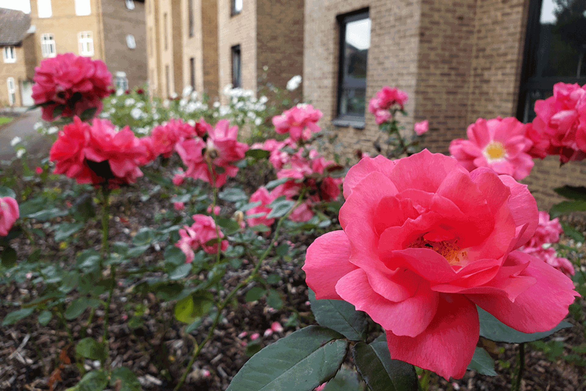 Roses and a building in the background.