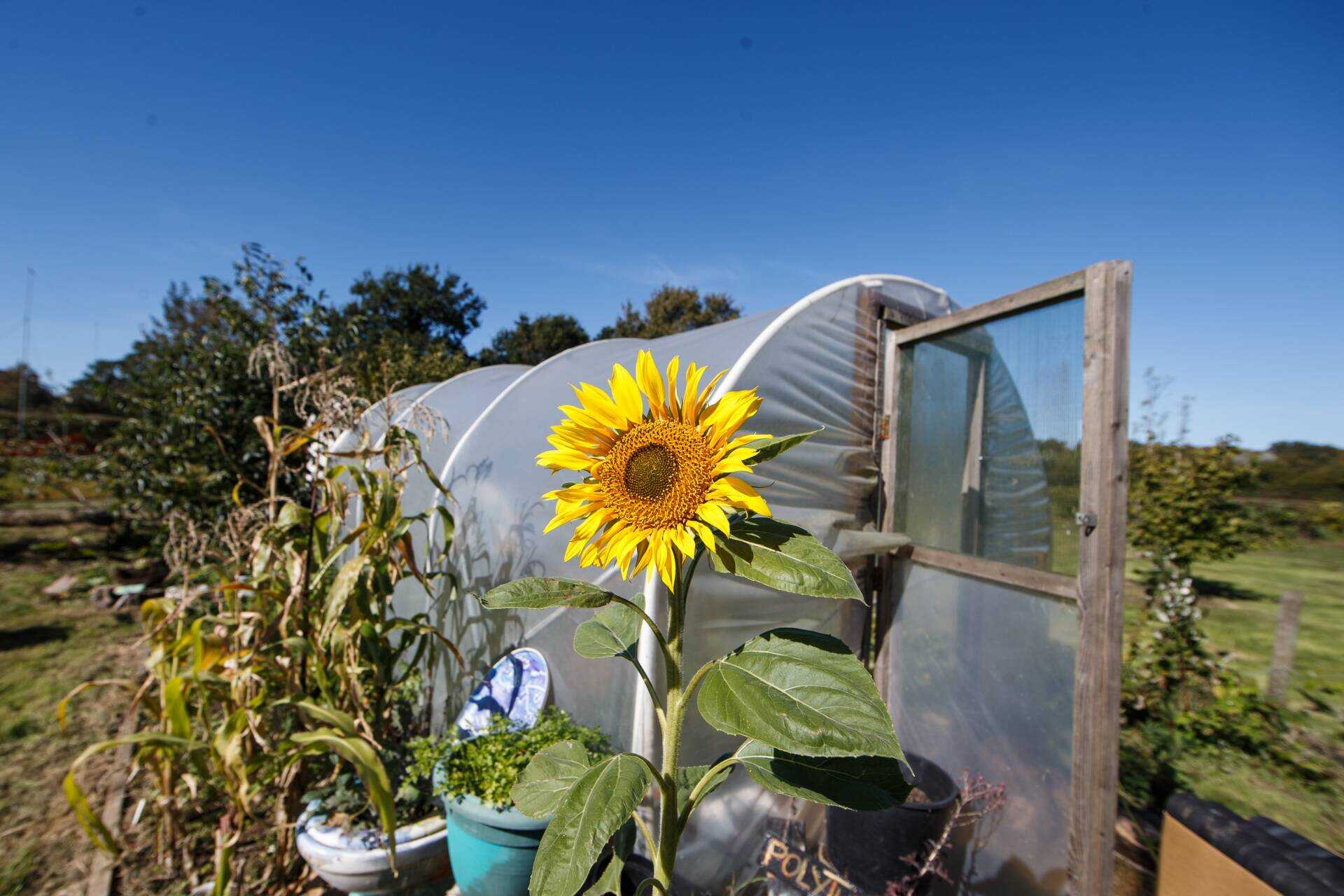 U Dig It Community Garden - Mason County