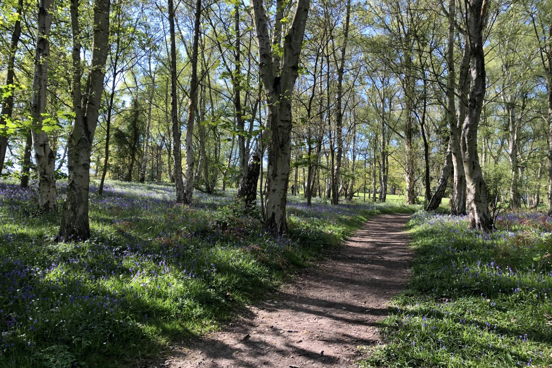 Bluebell woods and a dirt path with trees surrounding