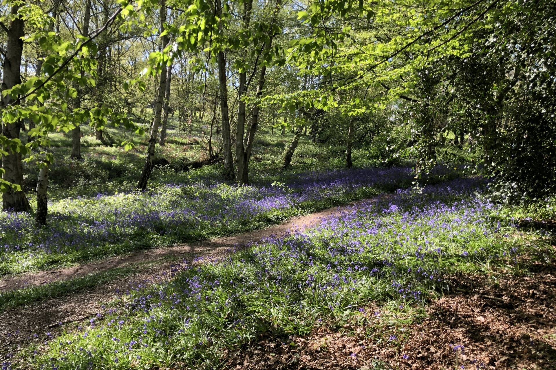 The bluebell woods. Trees and bluebells along a dirt path.