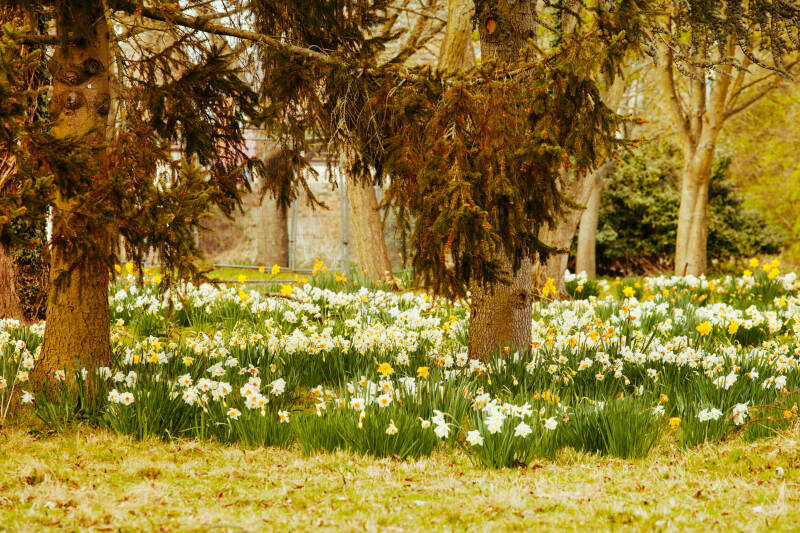 Trees and Daffodils.