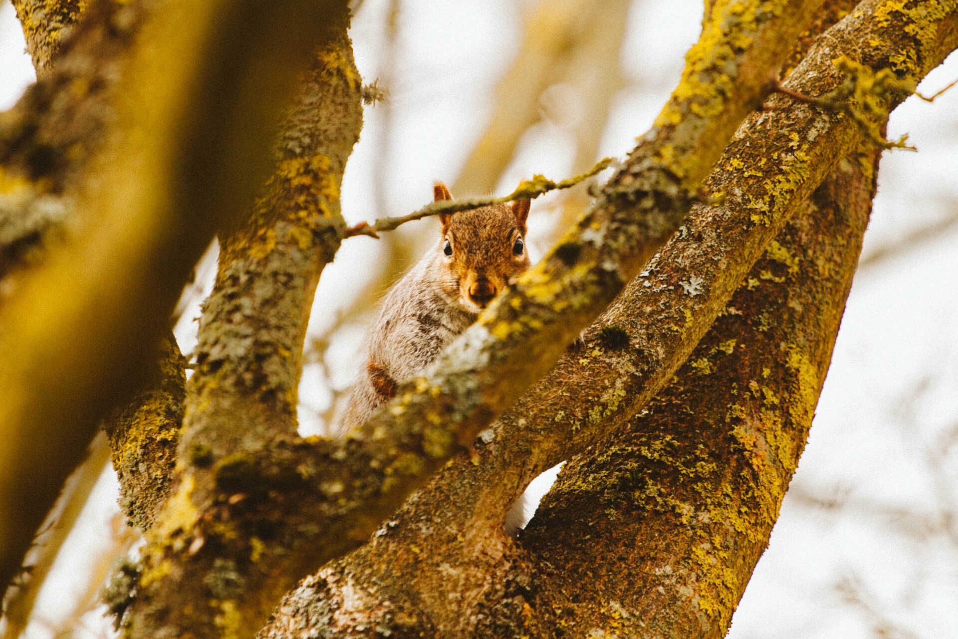 A squirrel in a tree