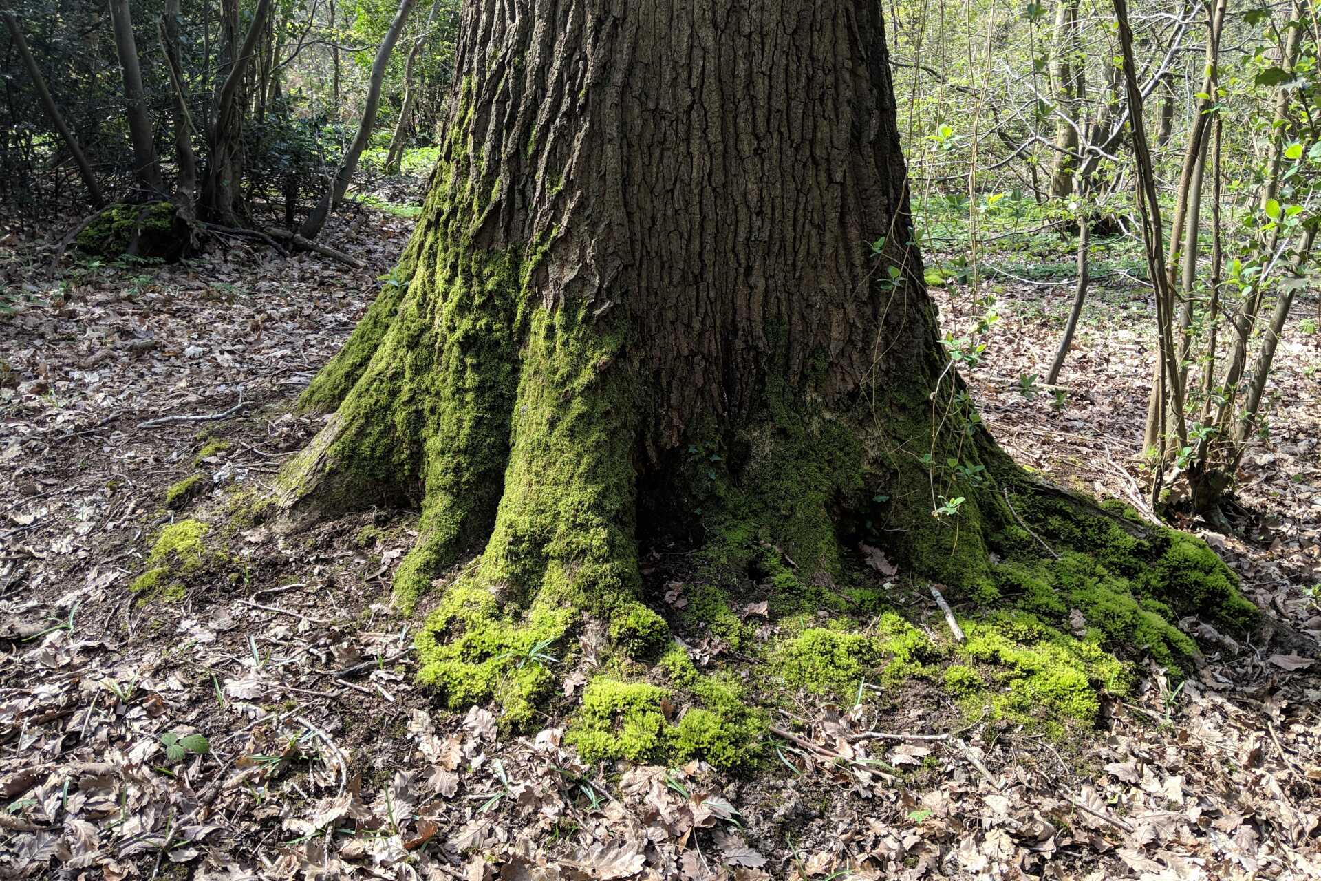 A tree trunk with moss growing on it, and dirt surrounding it, and trees in the background.