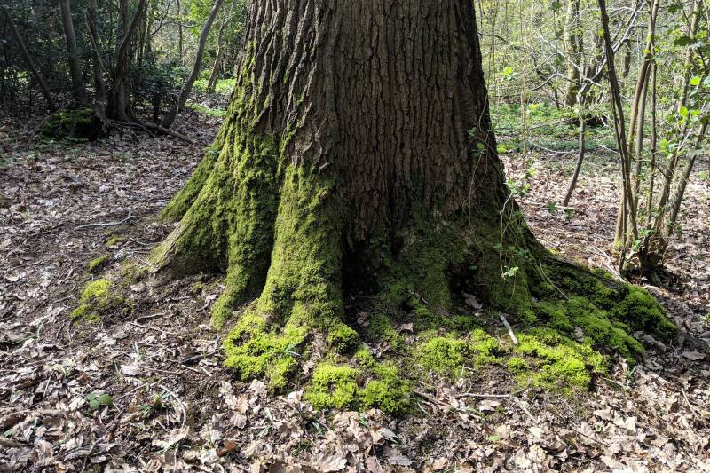 A tree tunk with moss growing on it, surrounded by leaves and twigs in woodland.