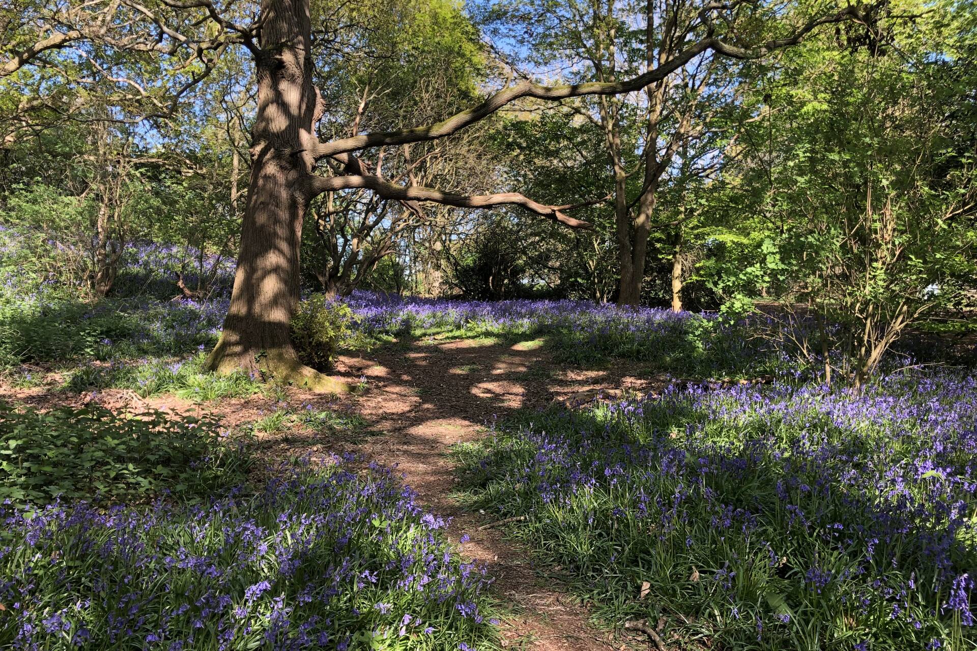 Bluebell woods and a dirt path with trees surrounding