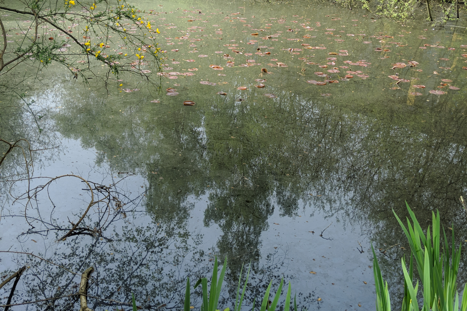 Jennison pond, with foliage growing in the foreground and branches in the background, reflecting on the water.