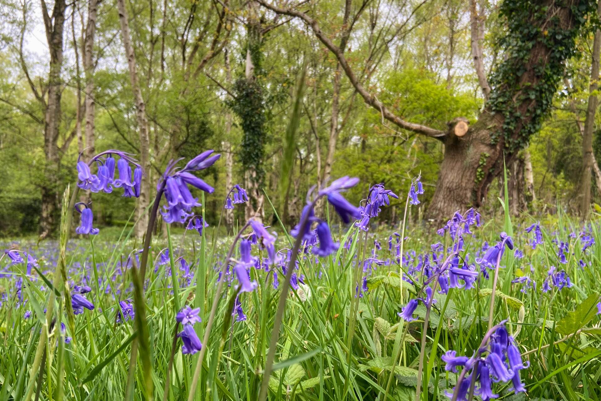 bluebell woods Canterbury campus