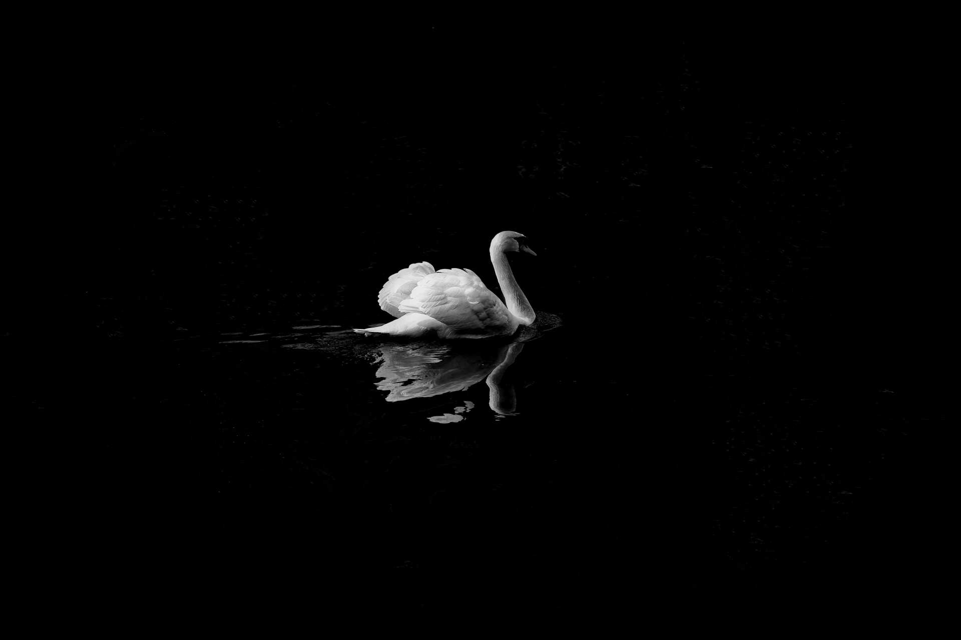 Stark photo of a white swan against a black background