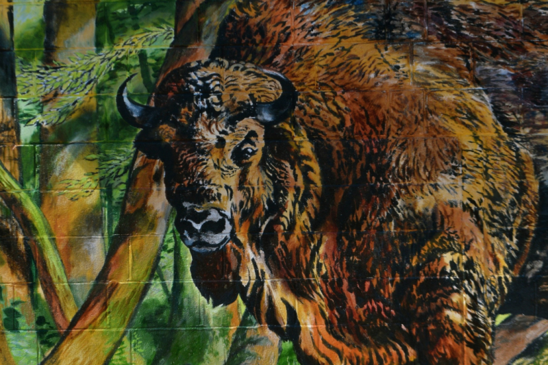 A mural of a Bison