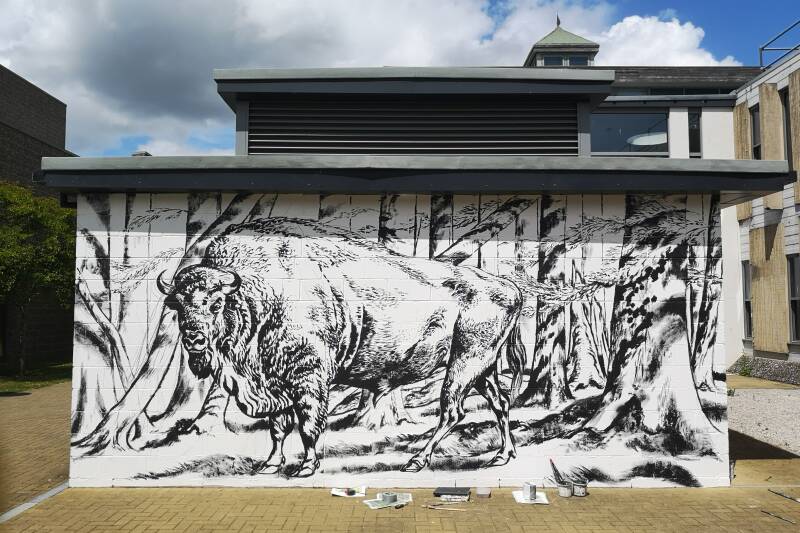 The full black sketch of the Bison and woodland on a white wall