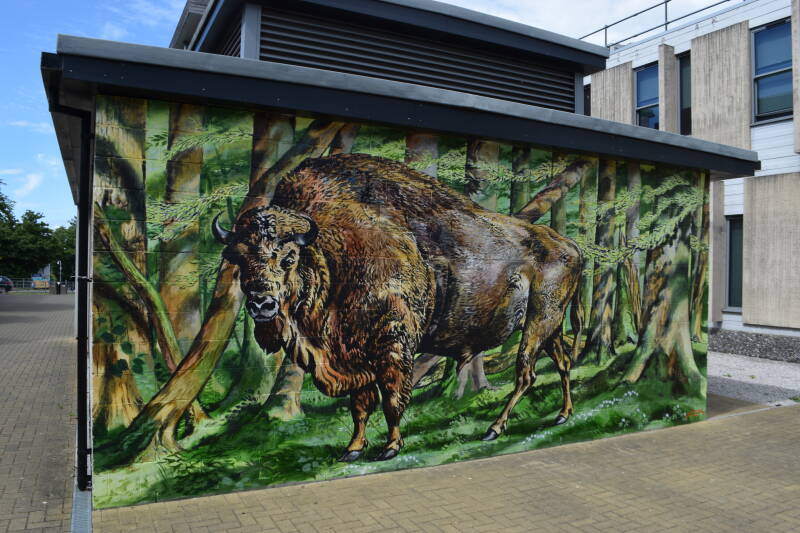 A mural of a Bison in full colour and completed