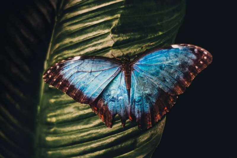 Tropical blue butterfly resting on a leaf