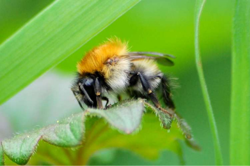 A Common Carder bee, Bombus pascuorum, carding hairs from a dead-nettle.