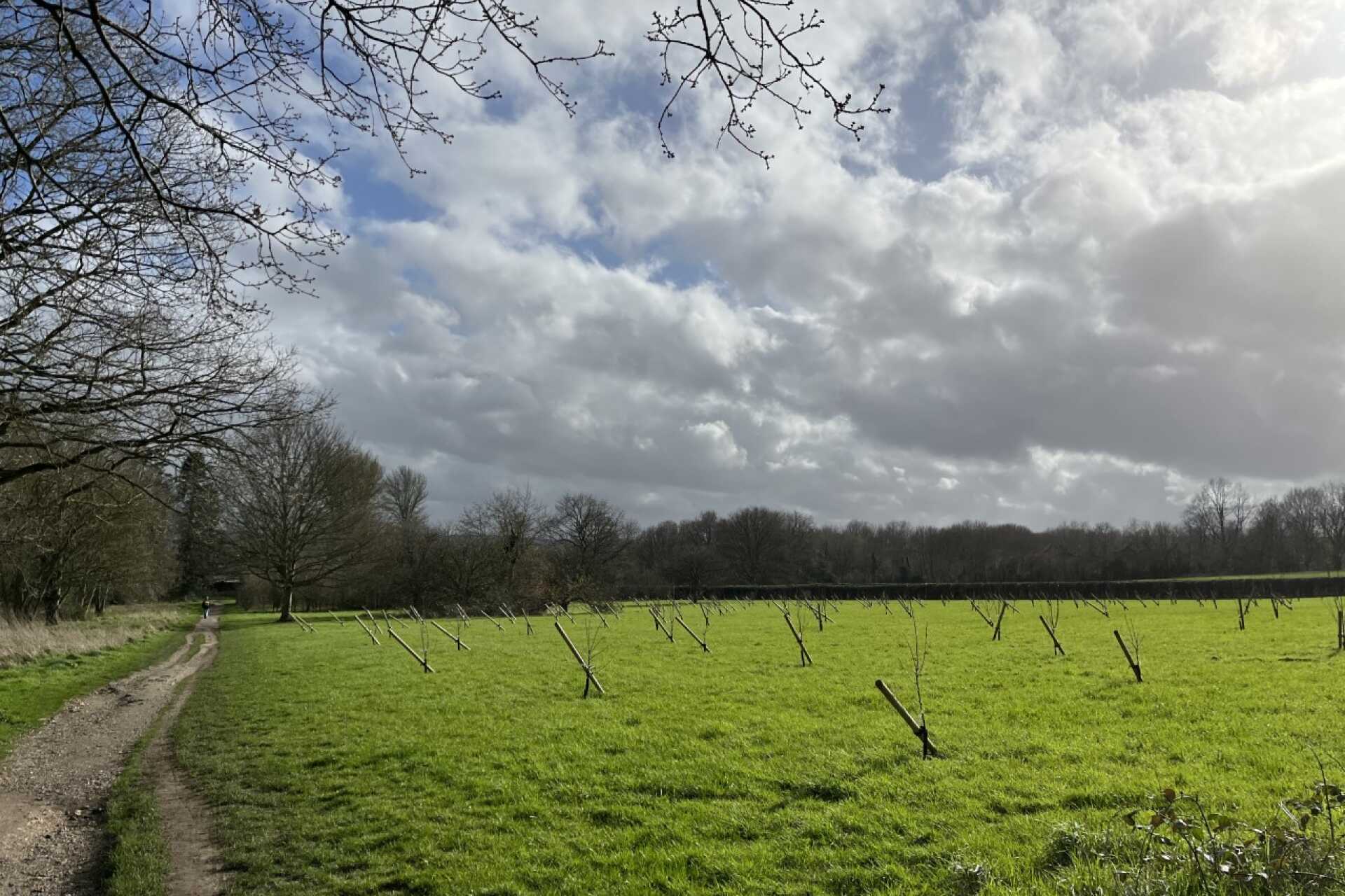 An image of all the trees planted in the orchard on a sunny day