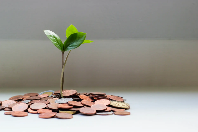 a shoot growing from a pile of coins
