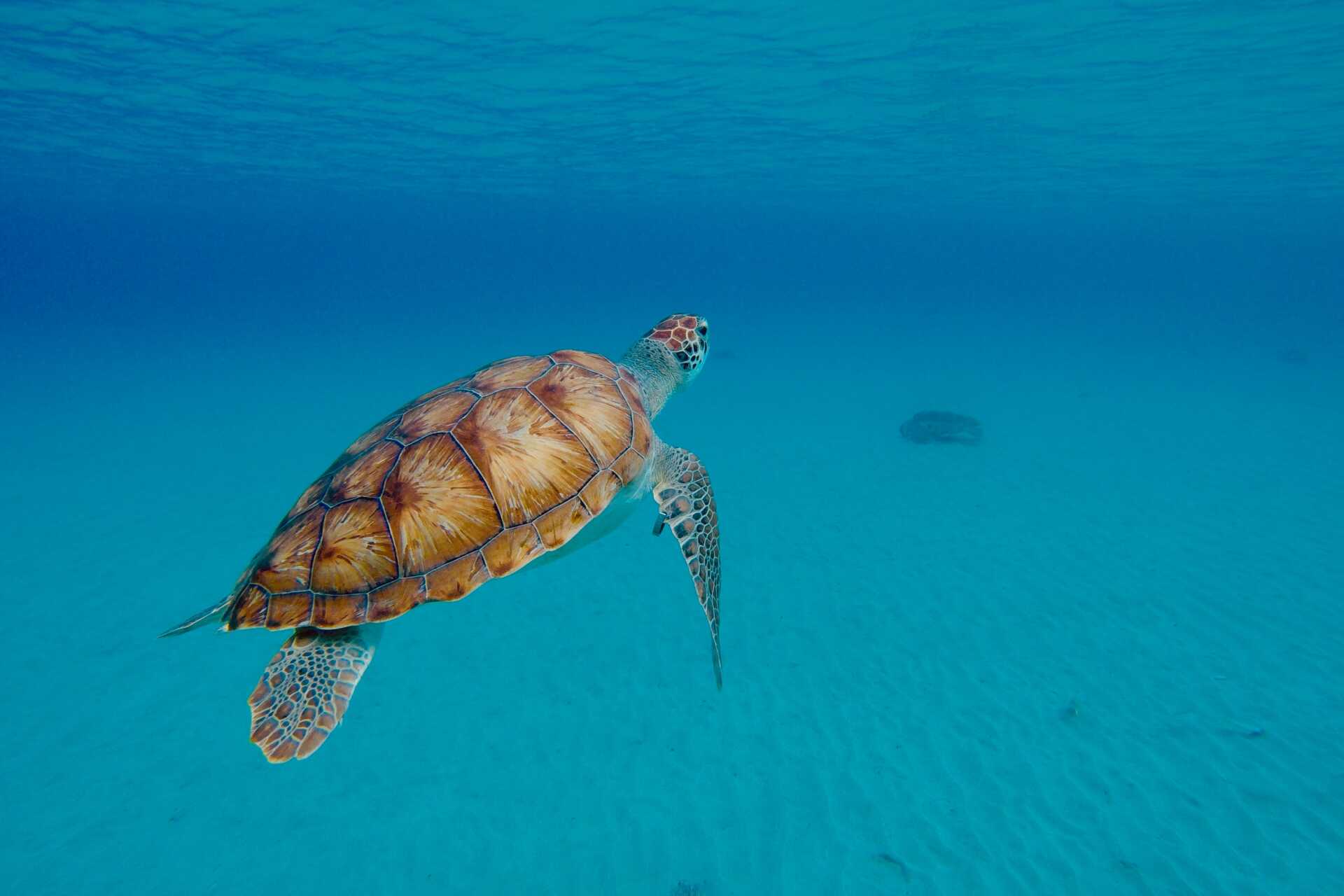 一只乌龟在干净的海洋里游泳