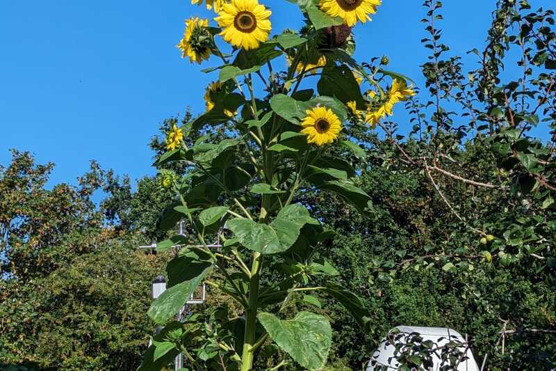 Tall yellow sunflowers against a blue sky