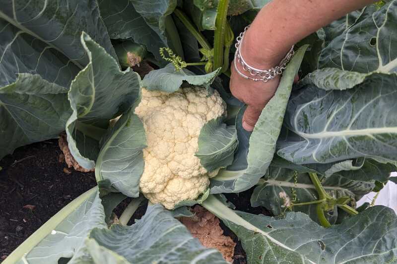 A white head of cauliflower being harvested