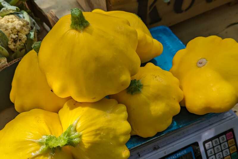 Bright yellow Patty Pan Squash being weighed on some scales