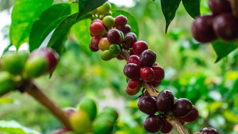 Coffee berries on a branch before they've been harvested and turned into coffee beans