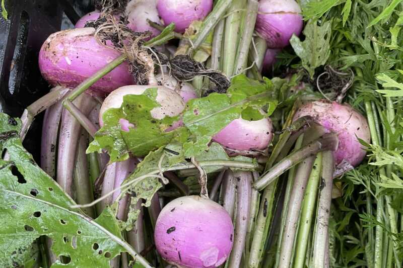A bunch of harvested purple turnips