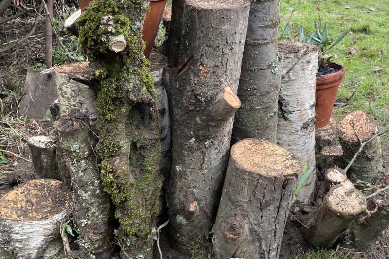 A log stumpery