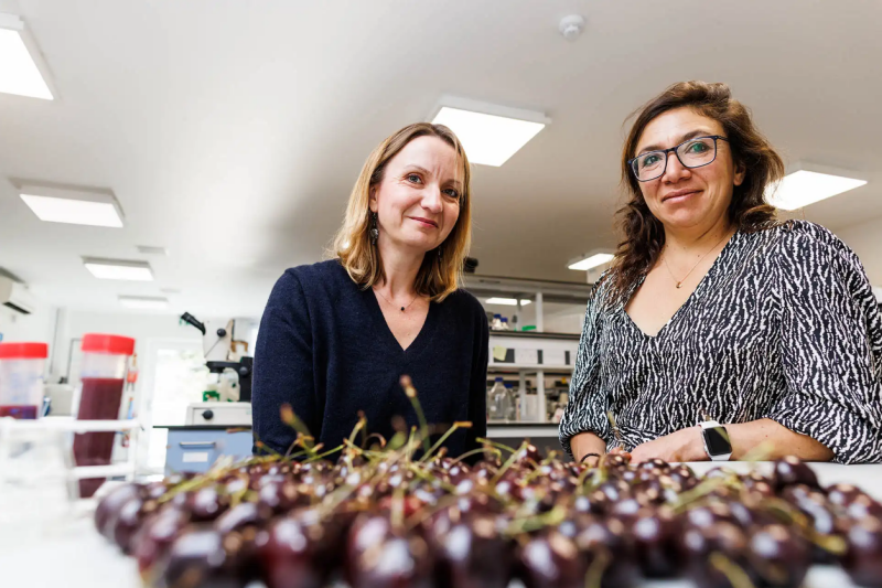 Two female academics look into the camera with cherries in the foreground