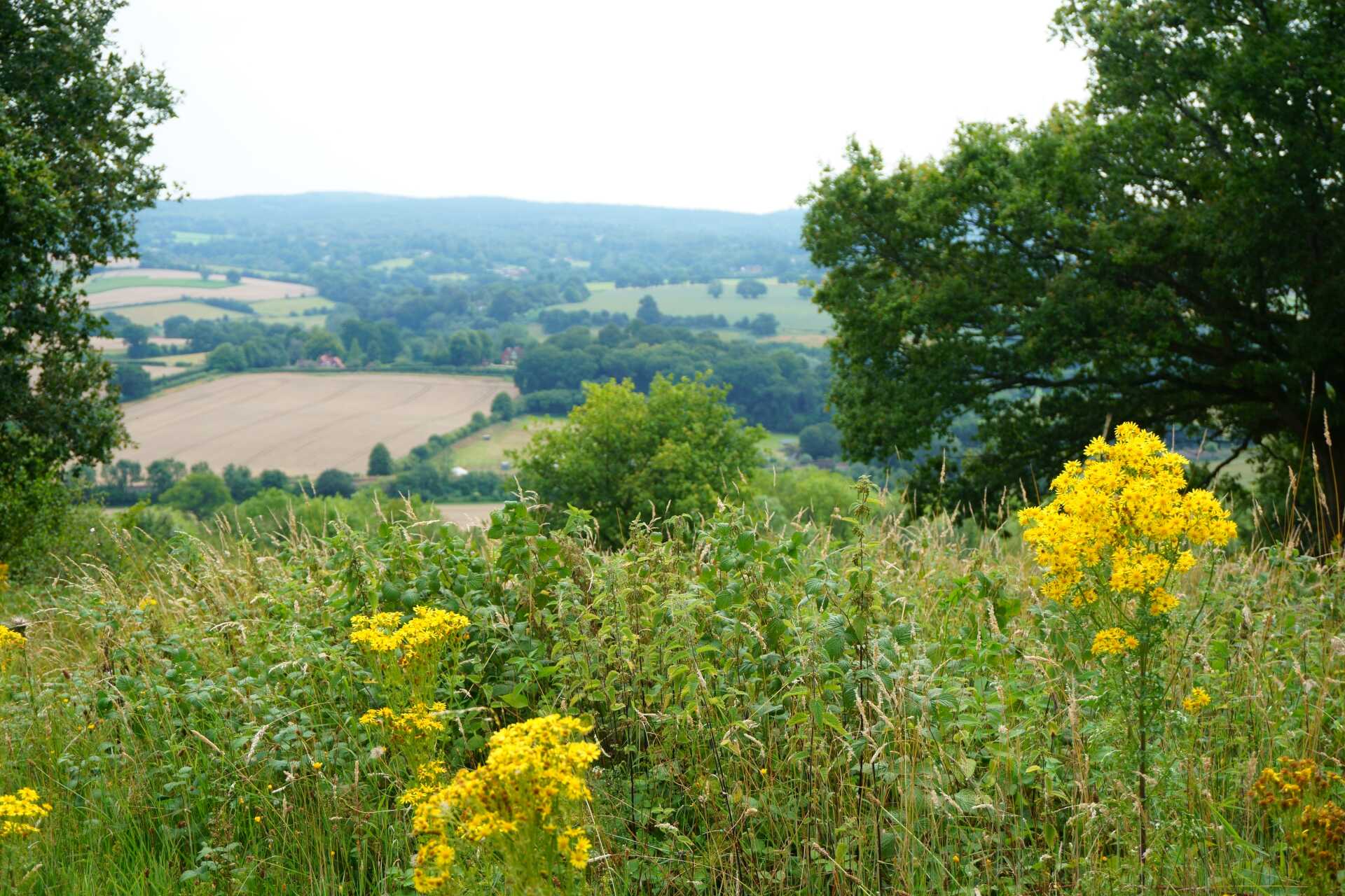 A view of Kent fields in summer