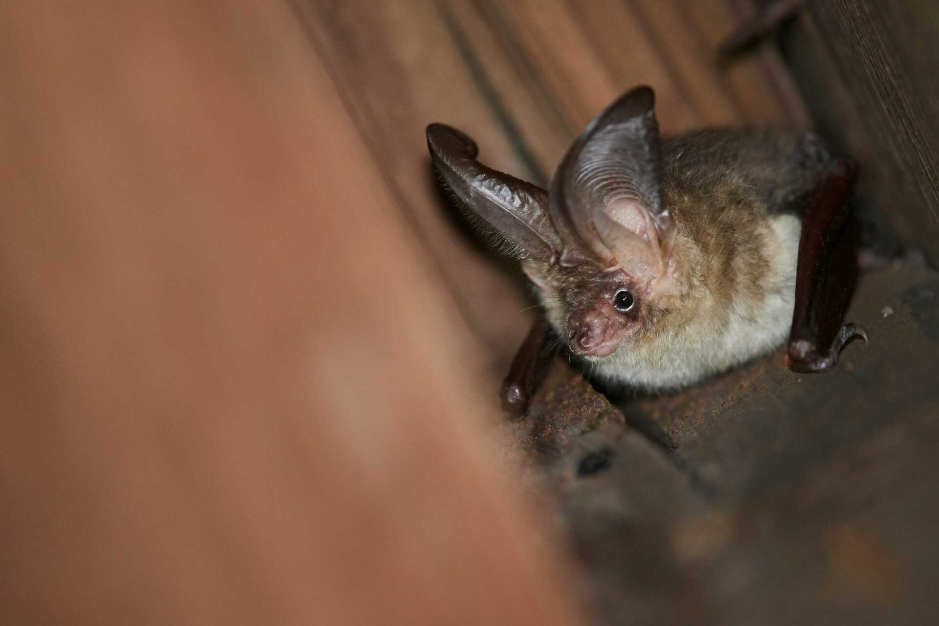 A close up shot of a bat