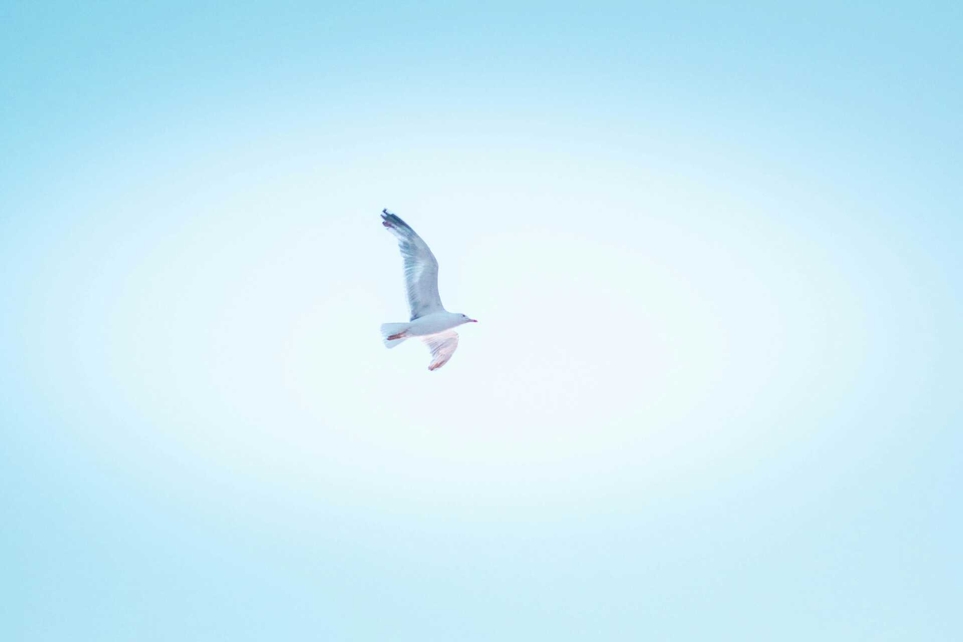 White bird flying high against a bright blue sky