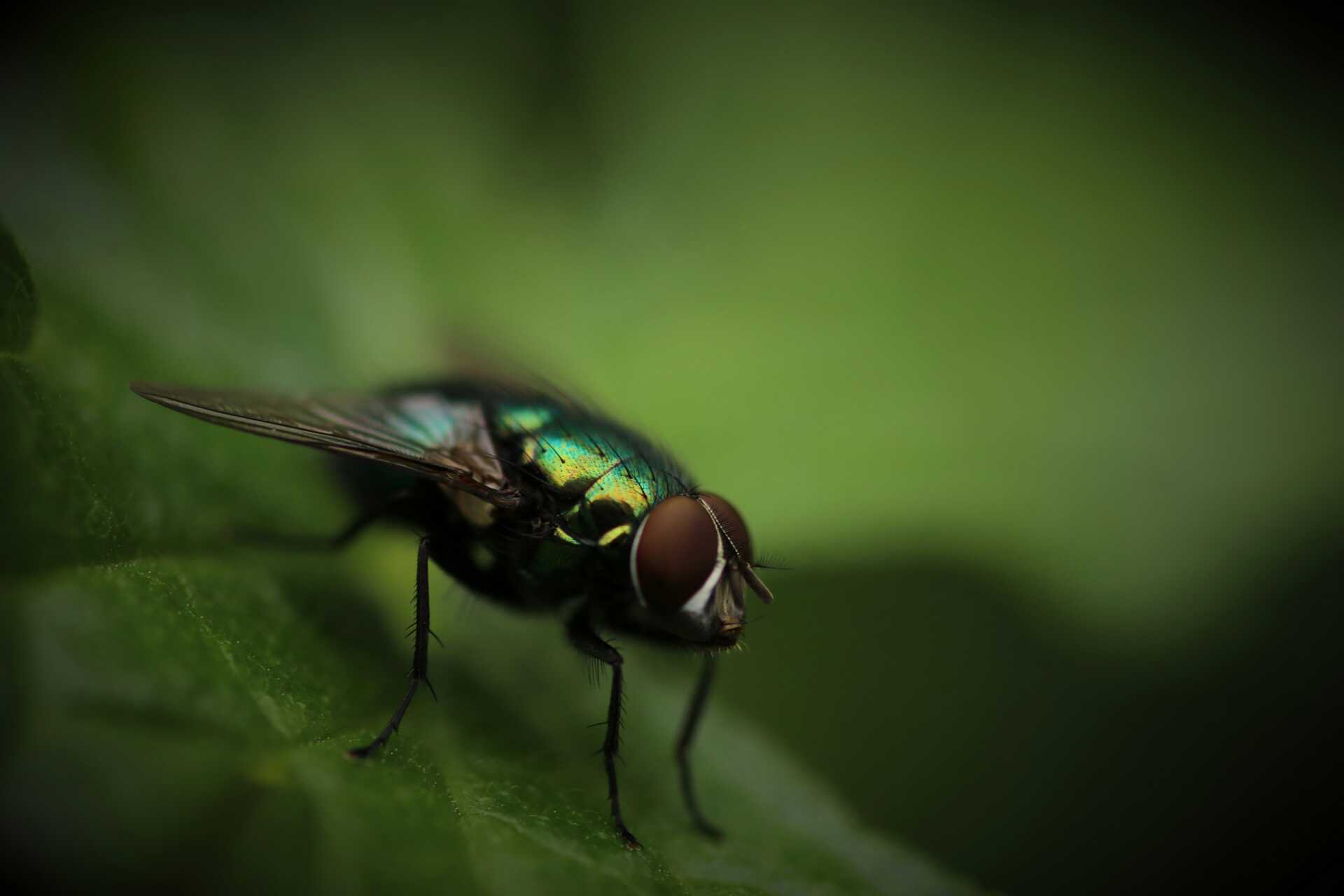 Close up photo of a fly on a leaf