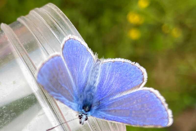 Blue Butterfly on a plastic pot