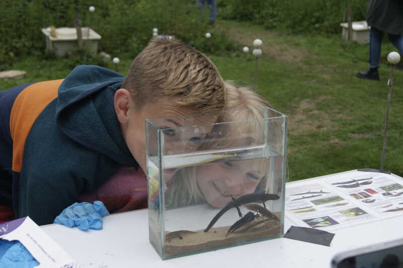 Two children looking at a tank with newts in it.
