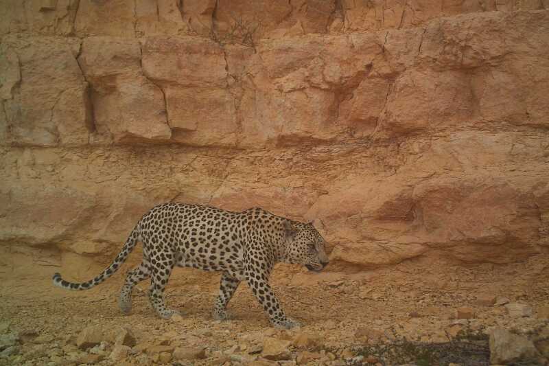 A leopard walking