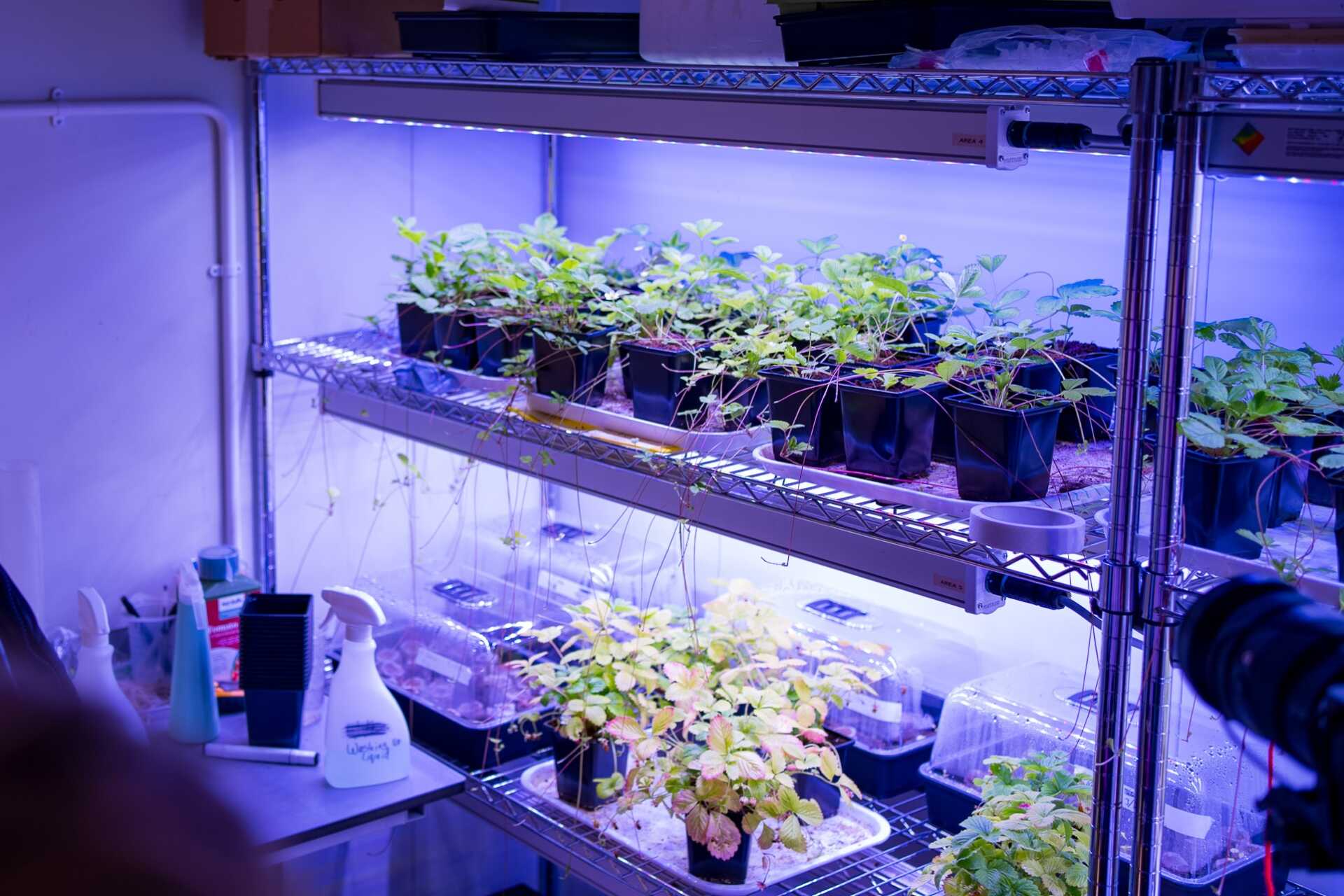 Hops growing on a lab shelf under ultraviolet light