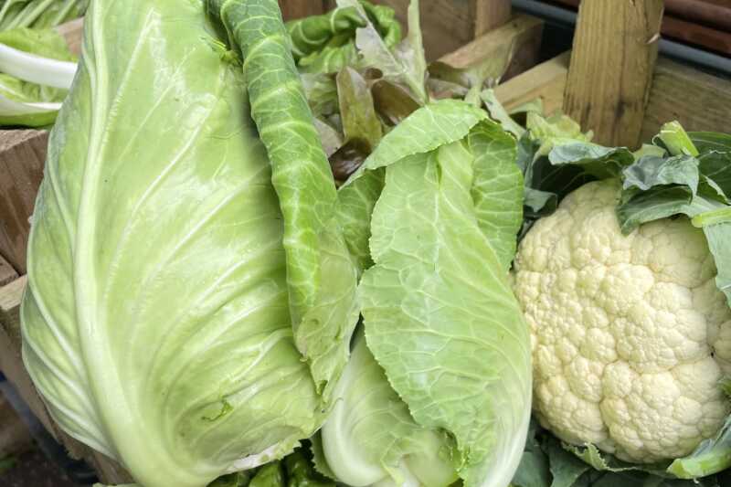 Harvested cabbage and cauliflower