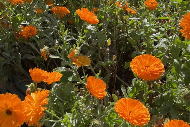 Orange Calendula flowers