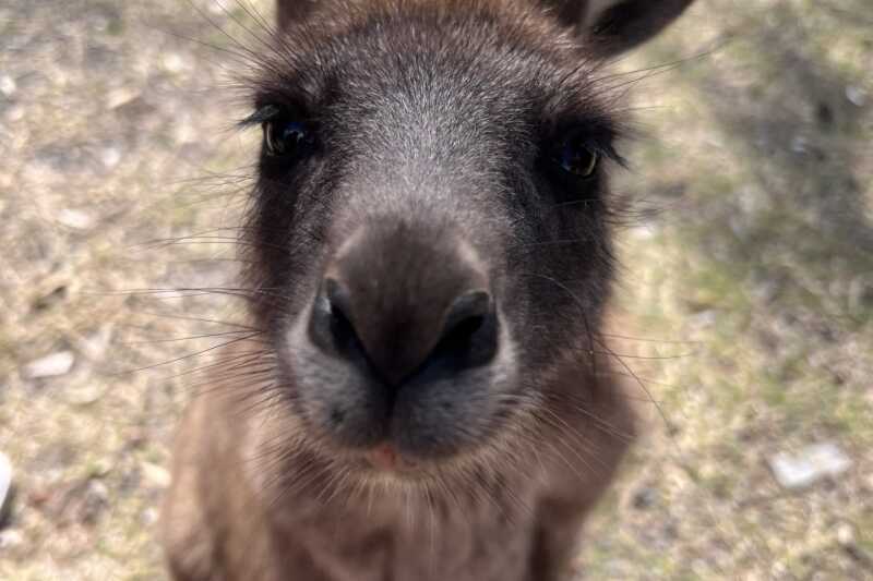 Olivia Janitza, Australia