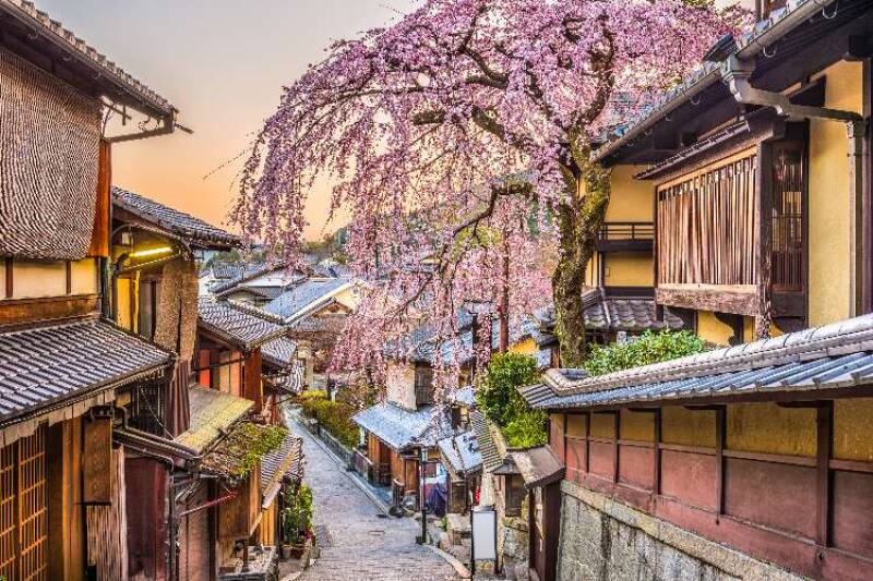 Kyoto, Japan, cherry blossom tree in traditional street