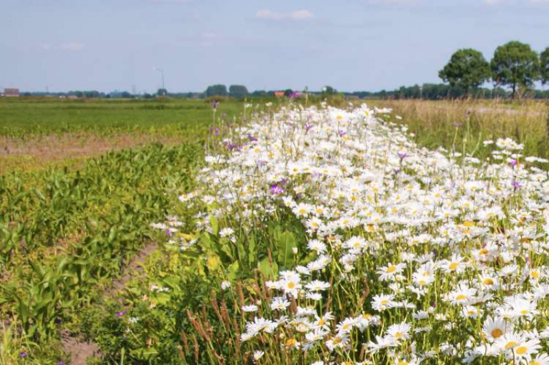 White wildflowers growing in the margins of a field where a crop is growing
