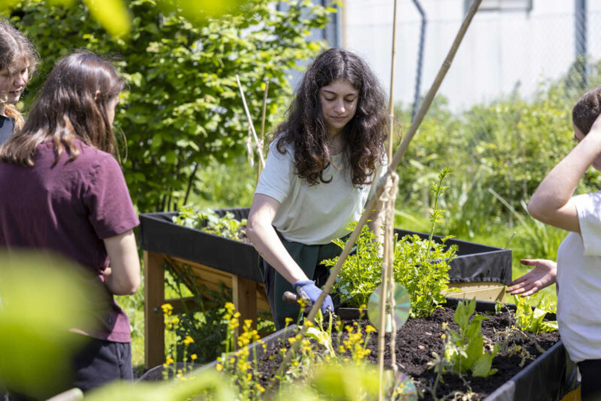 Students gardening